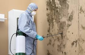 Best Attic Mold Removal in , VA